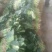 【热卖】滑县优质大叶菠菜质量好价格低视频看货欢迎来电
