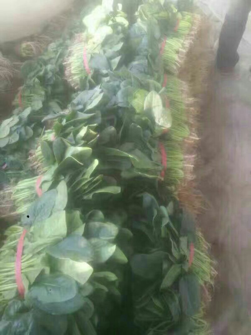 【热卖】滑县优质大叶菠菜质量好价格低视频看货欢迎来电