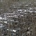 核桃苗50~100cm二年苗