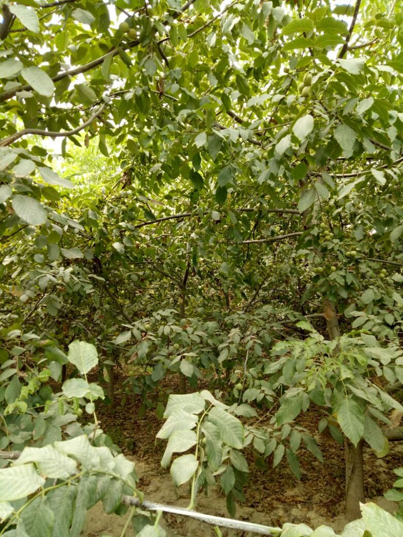 薄皮核桃30mm以上去皮