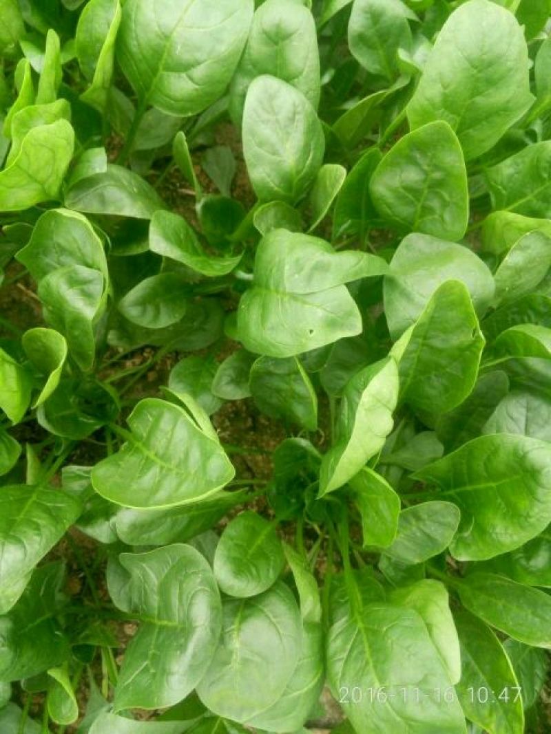 秋菠菜15~20厘米