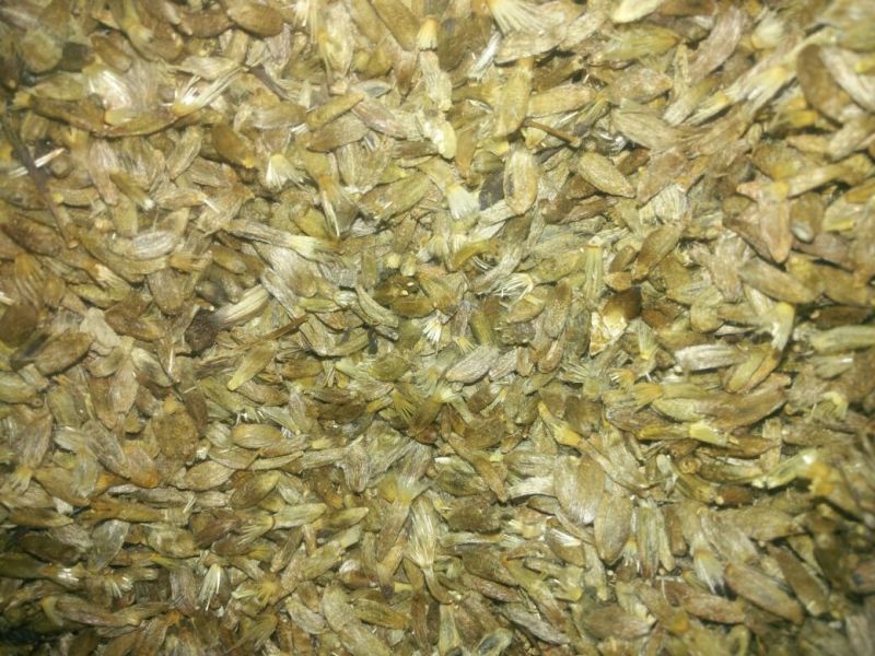 白术种子98%以上