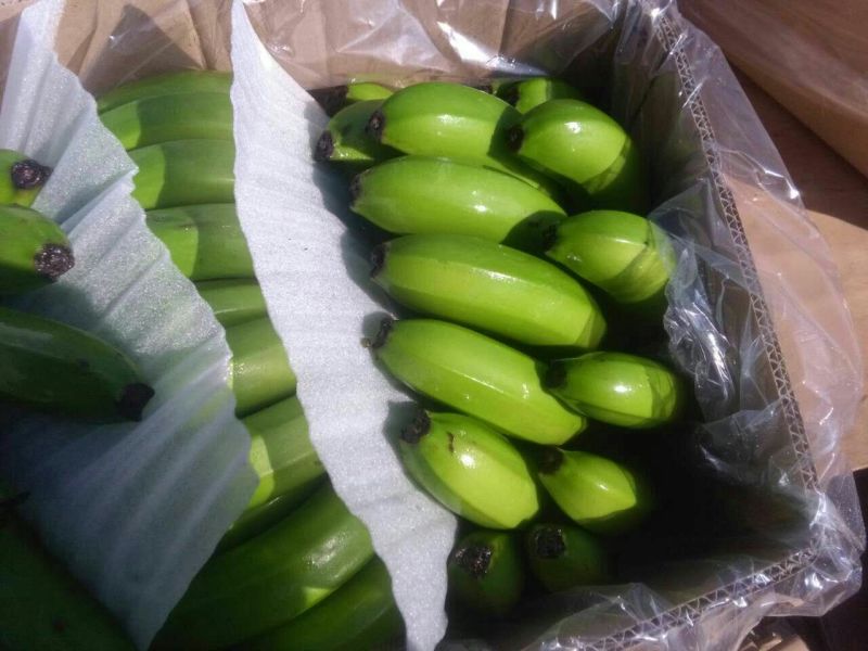 香蕉七成熟