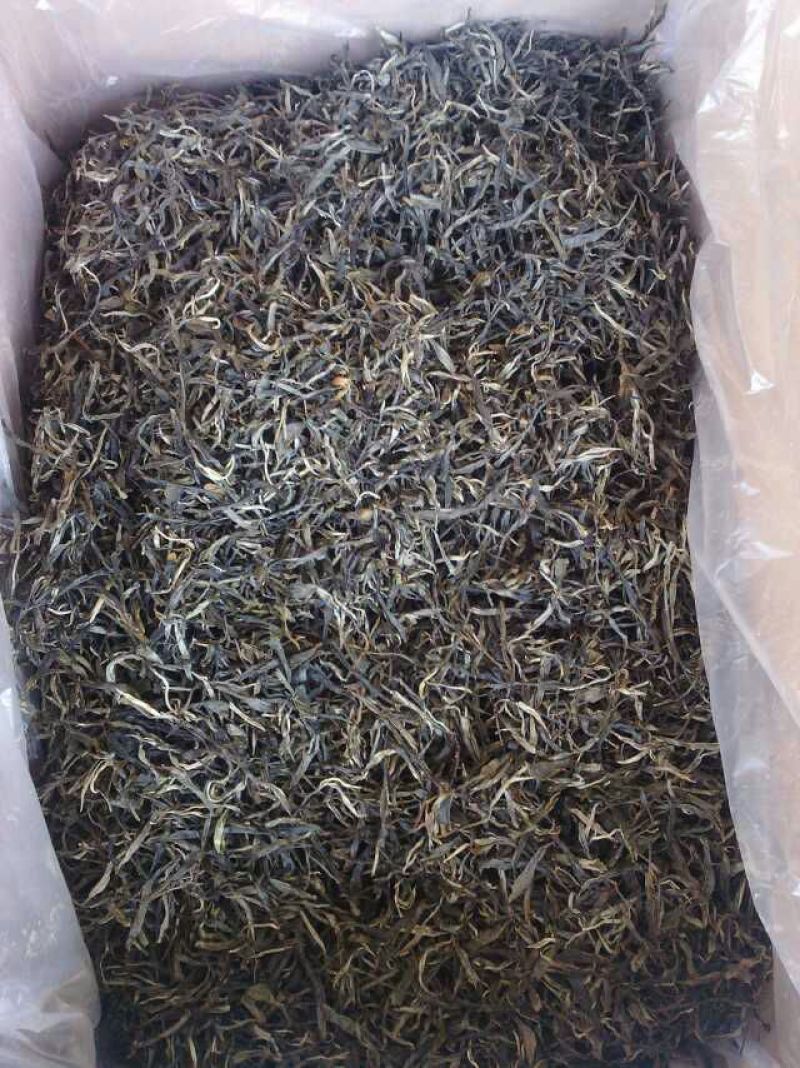 本山茶