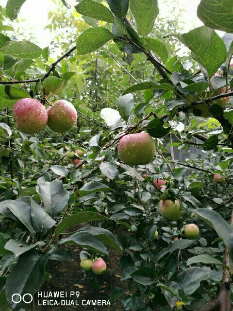 苹果苗烟富10号苹果树苗80cm以上嫁接苹果树苗