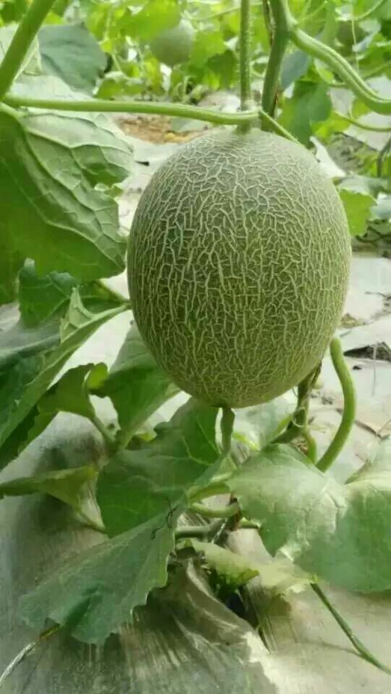 西州蜜瓜3斤以上椭圆形