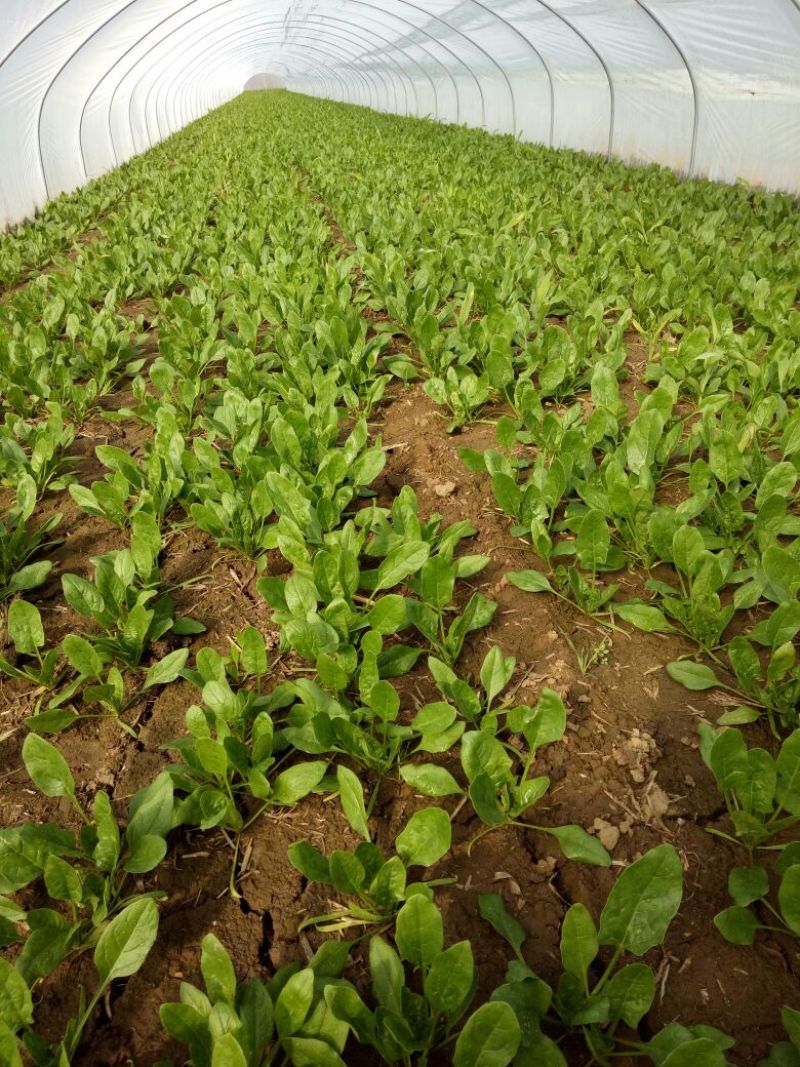 越冬菠菜15~20厘米