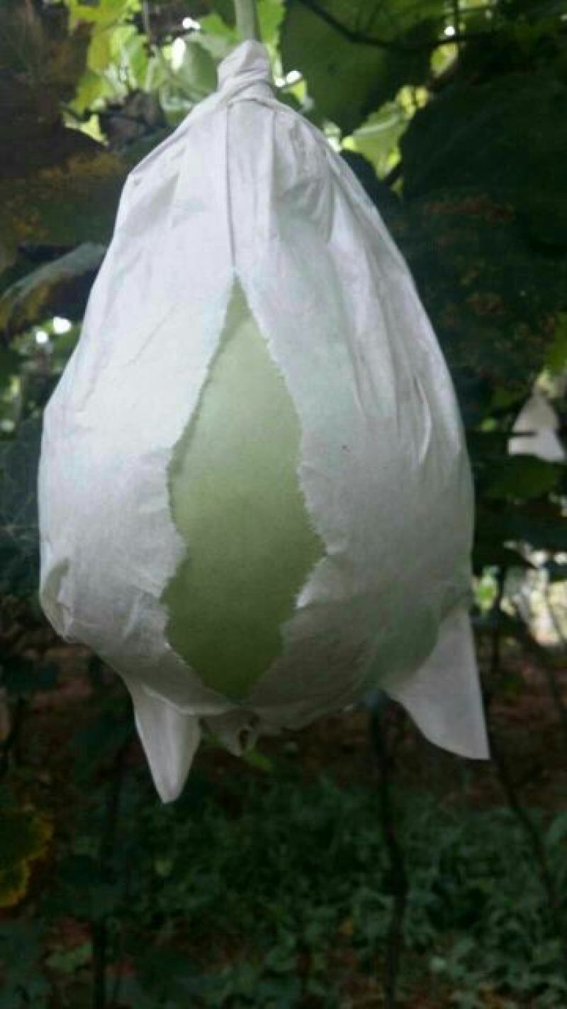 葫芦8到10分左右
