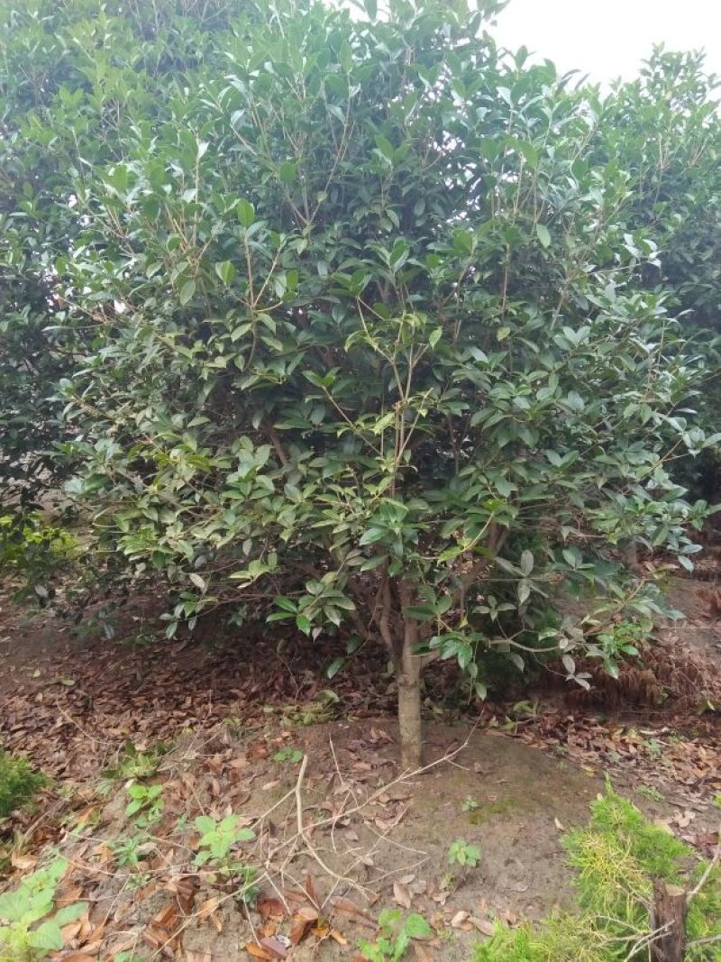 大叶女贞4cm以下