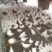 蛋鸡苗500克以上脱温苗