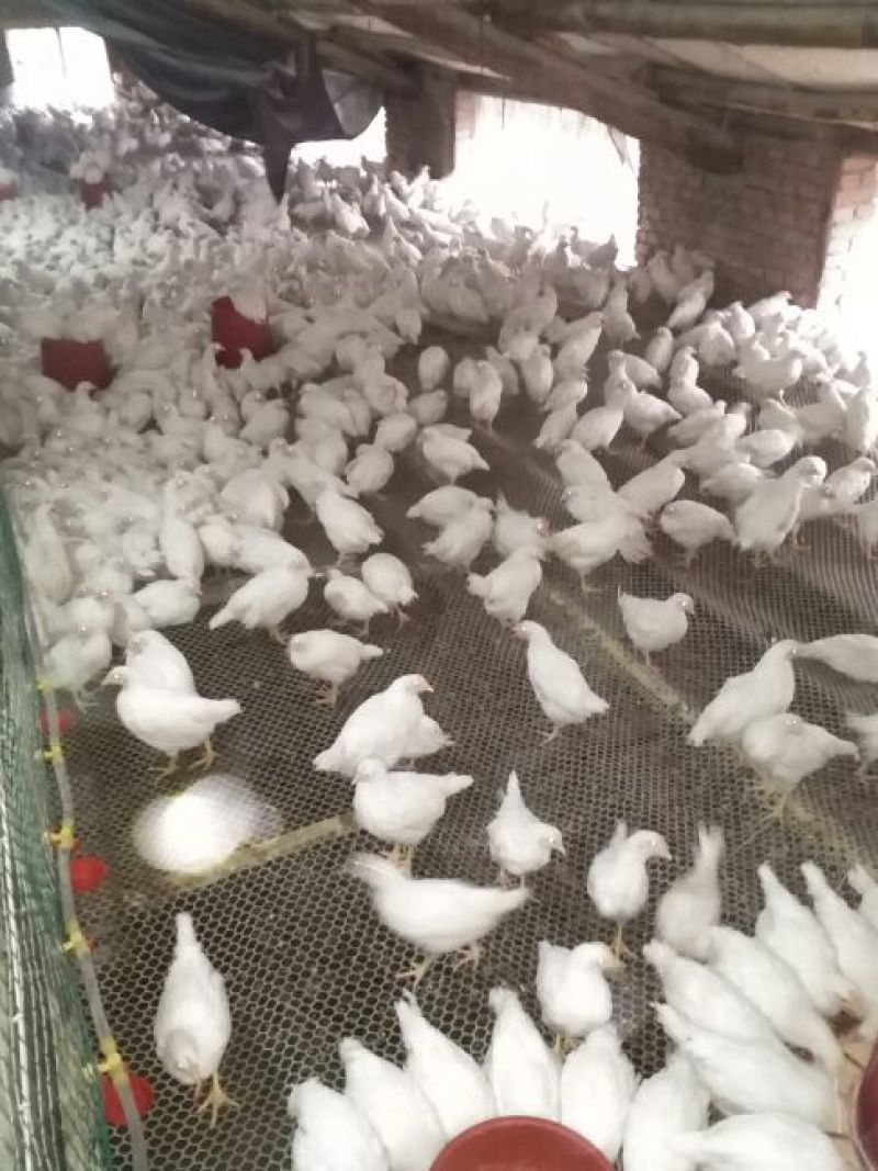 蛋鸡苗500克以上脱温苗