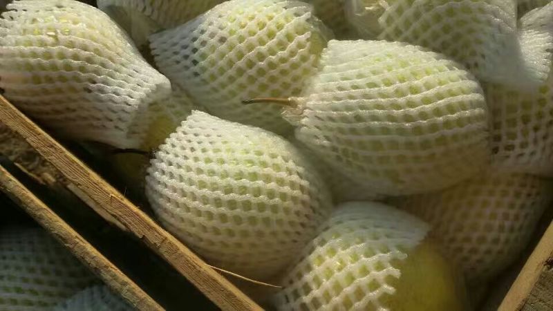 供应膜袋鸭梨河北青鸭梨泊头鸭梨绿鸭梨原产地大量上市中