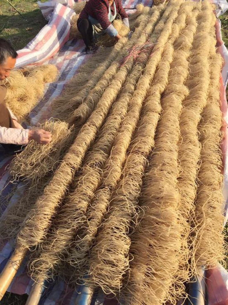 红薯粉丝