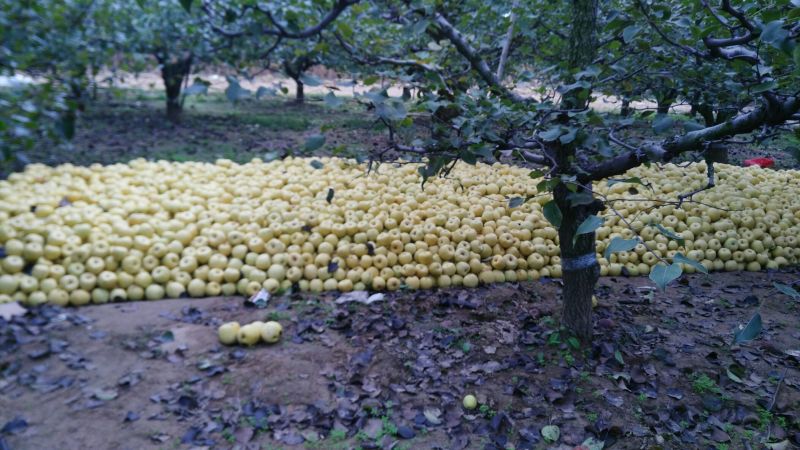 砀山梨250~300g纸箱