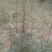 花椒苗1~2年