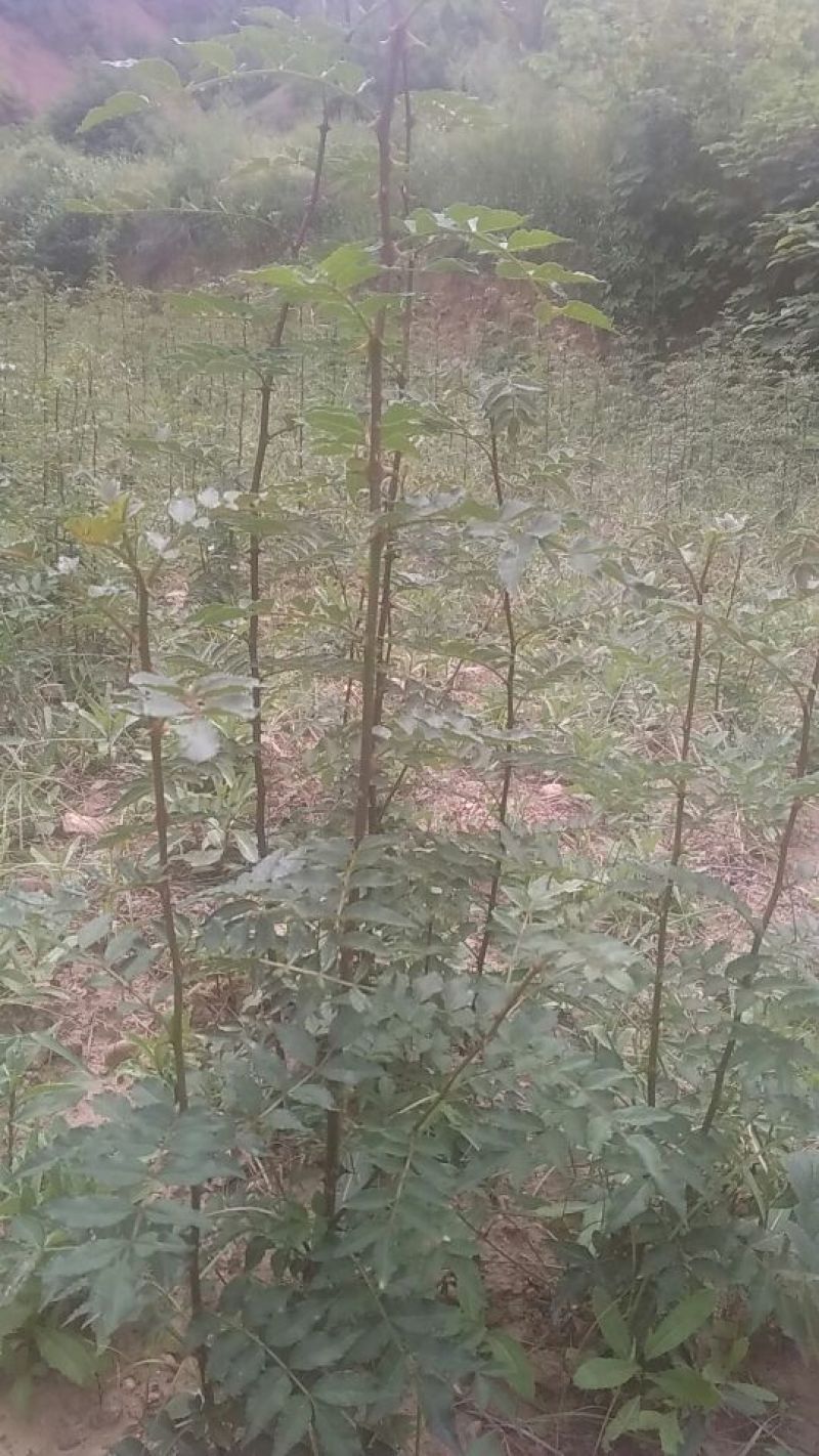 花椒苗1~2年