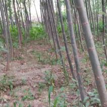 青皮柳树4~6cm4cm以下3~3.5米