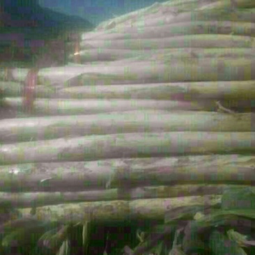 长白大葱