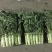 三青莴笋无裂纹颜色绿高度50单颗2斤大量有货基地三青莴笋