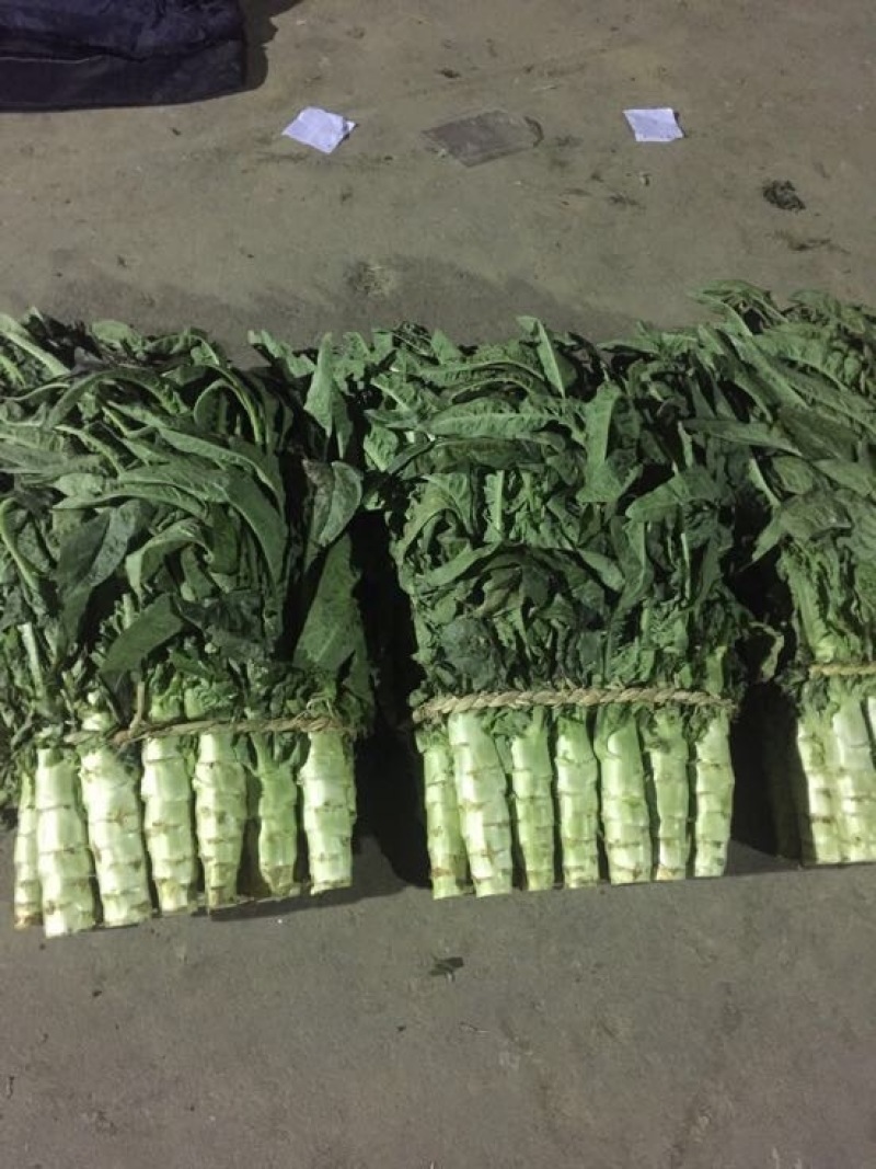三青莴笋无裂纹颜色绿高度50单颗2斤大量有货基地三青莴笋