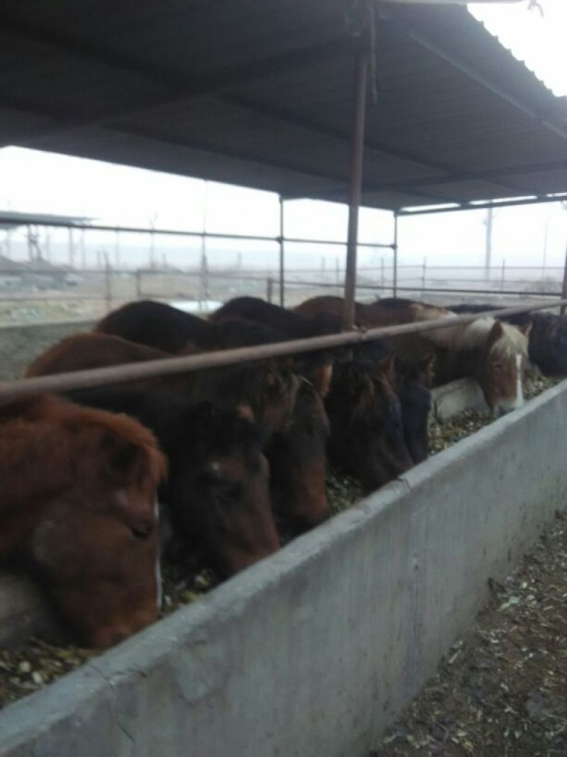 蒙古马200~300kg