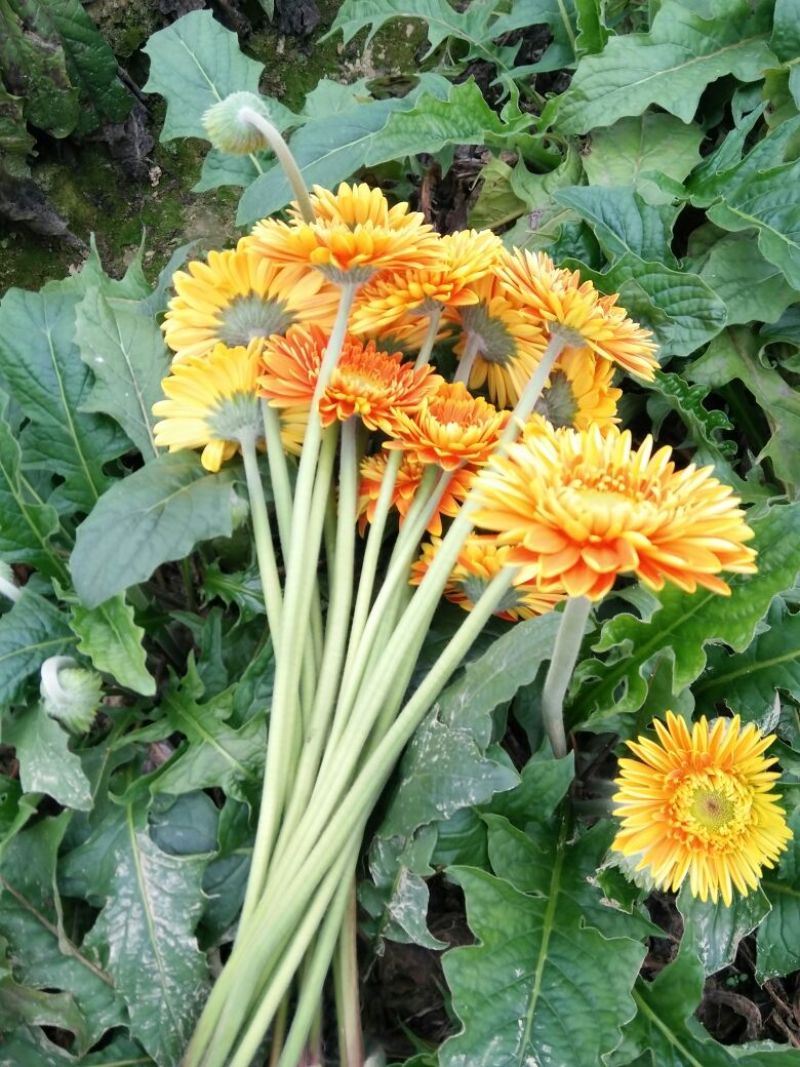 非洲菊鲜切花18枝一扎浙江海宁基地发货