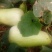 菜瓜20~30cm