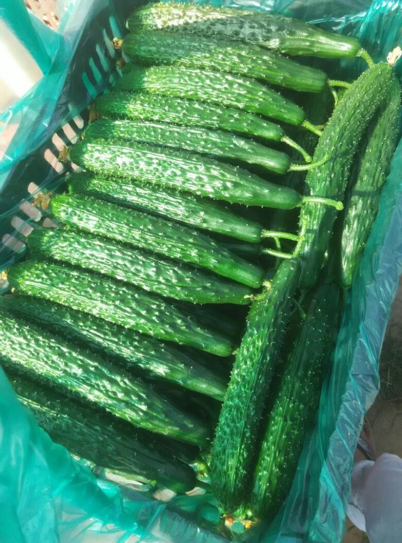 黄瓜18~22公分鲜花带刺