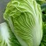夏阳白菜4~6斤