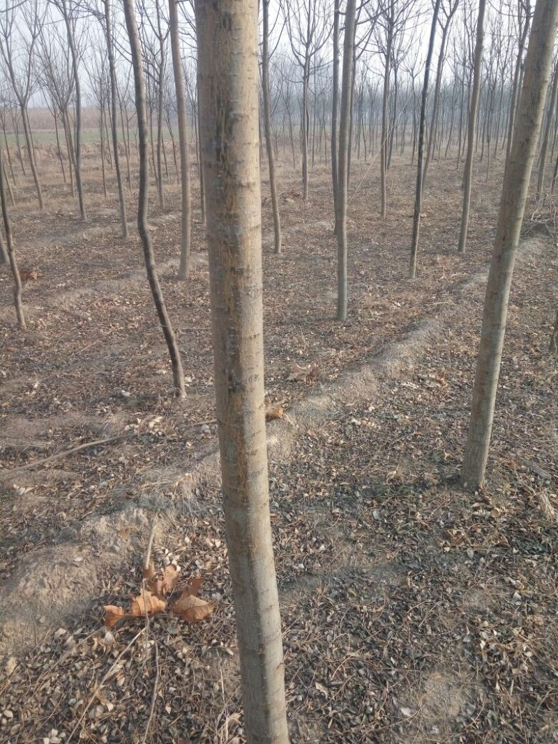 国槐8~10cm6~8cm2~3米