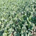 越冬菠菜10~15厘米