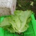 生菜4两~5两