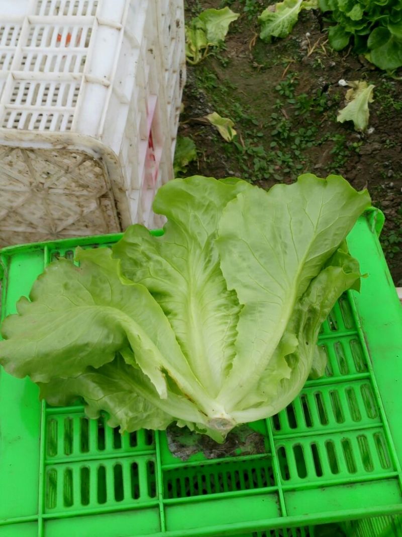 生菜4两~5两