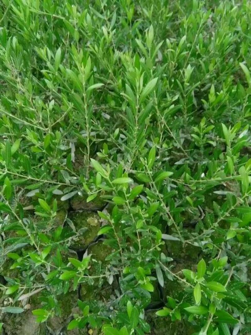 油橄榄