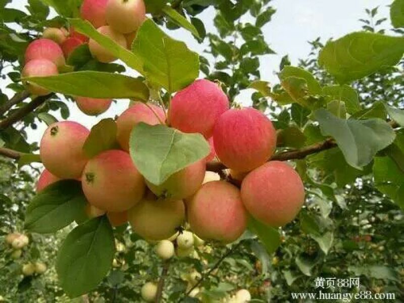 国槐8~10cm6~8cm1~2米