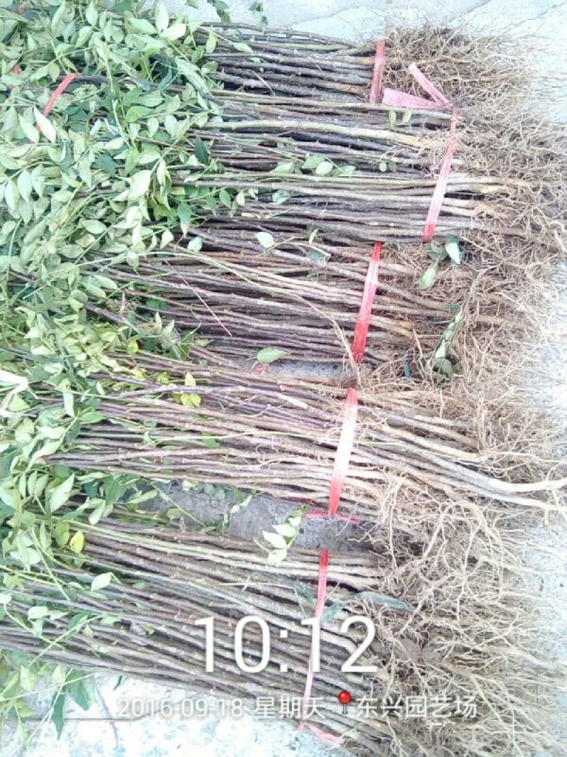 花椒苗0.5~1年