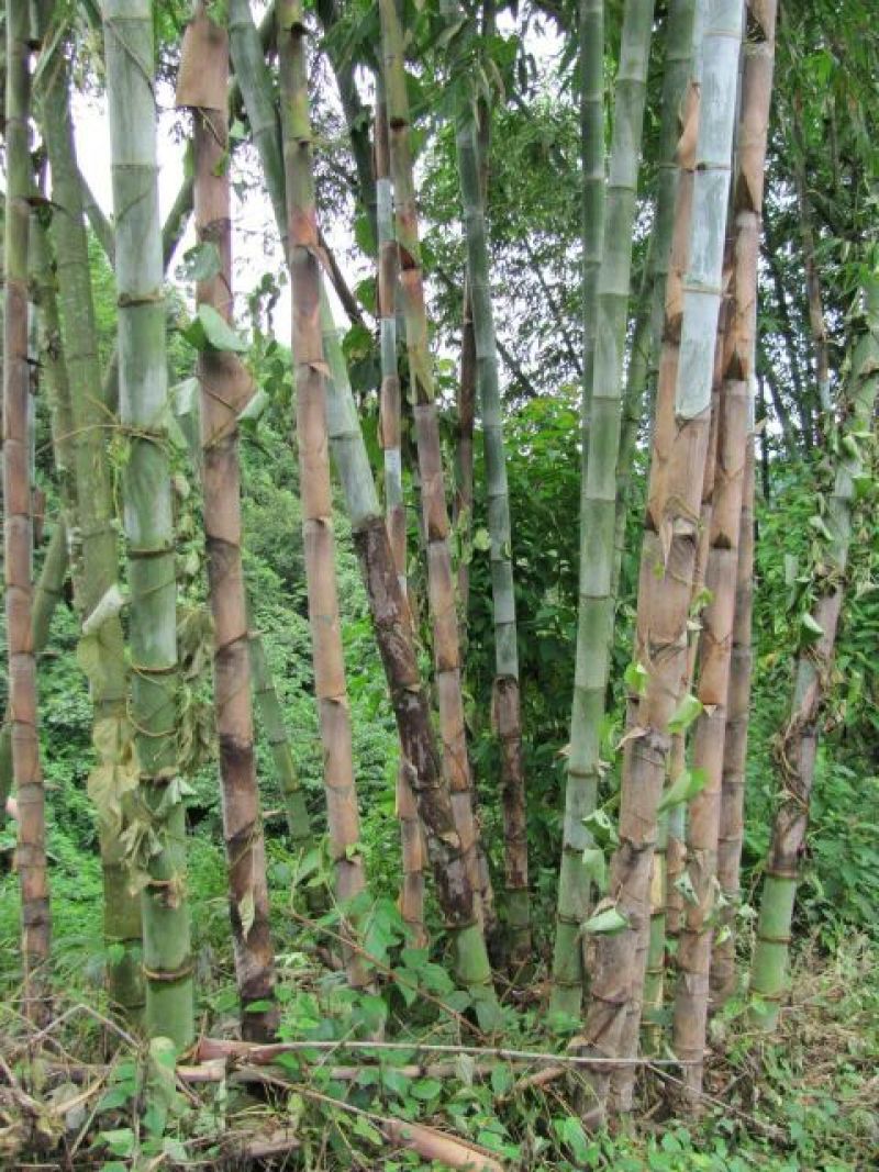 绿竹9~10m