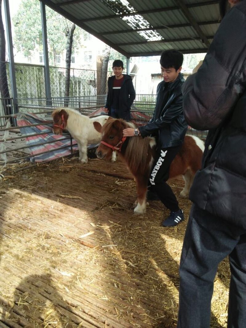 伊犁马300~400kg