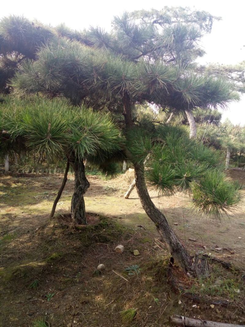 造型松15公分，泰山造型松，泰山景松，造型油松