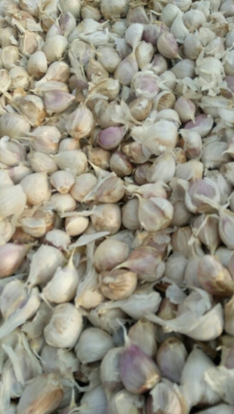 白皮蒜混级统货干蒜蒜心，夹心瓣，川蒜，四六瓣大蒜