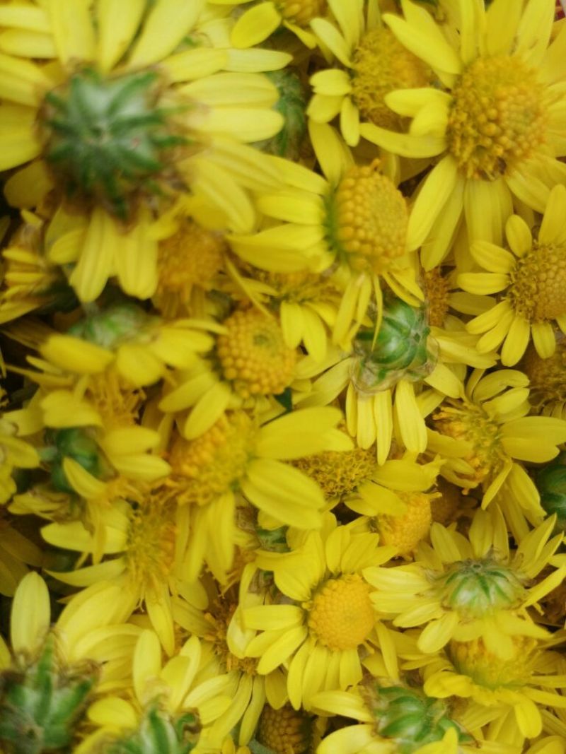 野菊花