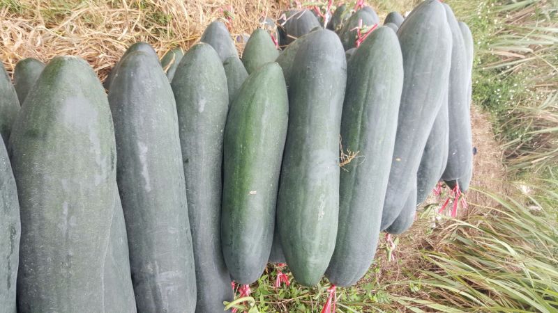 黑皮冬瓜15斤以上