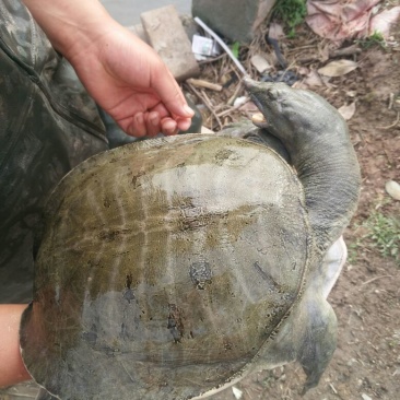 生态甲鱼