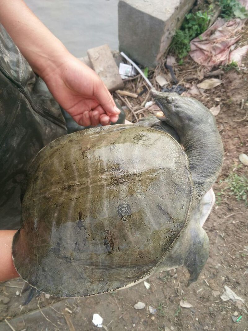 生态甲鱼