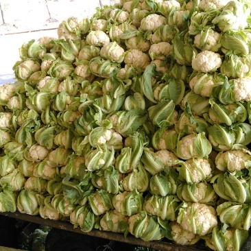 小白花质优价廉，欢迎顶购