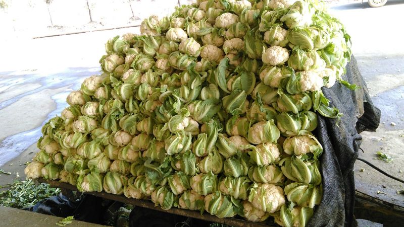 湖北省天门市小白花菜。口感好品质保证基地直发