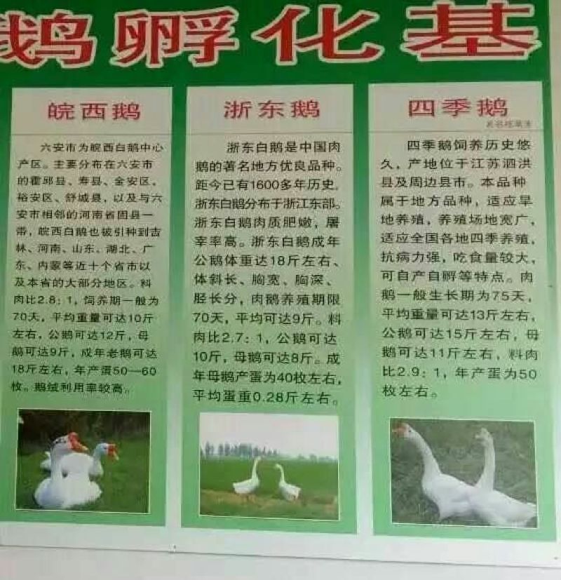 鹅苗250g以上