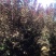 苹果树2cm以下4cm以下1.5~2米