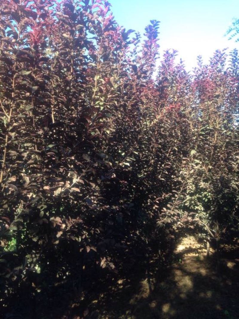 苹果树2cm以下4cm以下1.5~2米