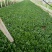 夏菠菜20~25厘米
